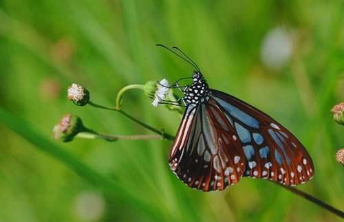 常见蝴蝶分类 蝴蝶的生活环境