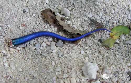 就因为尾巴是蓝的 这种小蜥蜴在国内竟然都被叫做 蓝尾石龙子 艾路雷朵