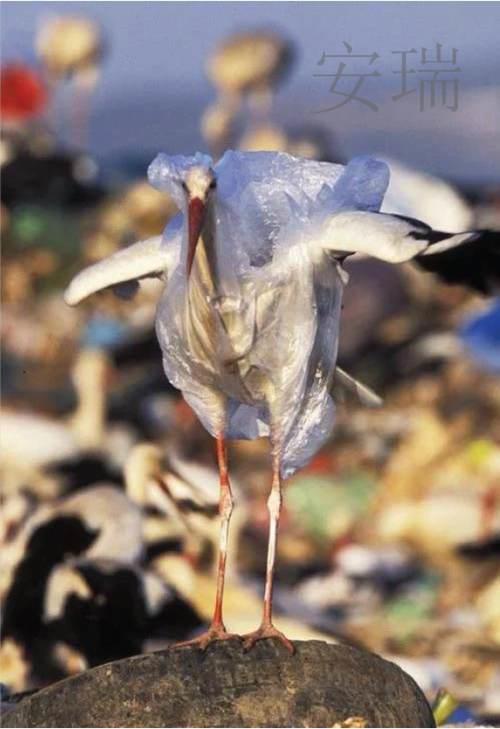 什么是可降解 可降解塑料检测方法标准规范有哪些