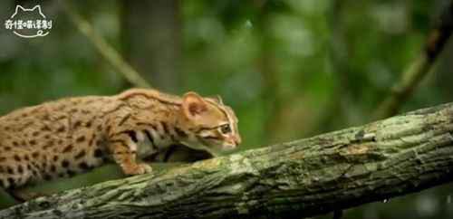 锈斑豹猫可以家养吗