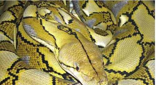 世界上最大的蟒蛇多长