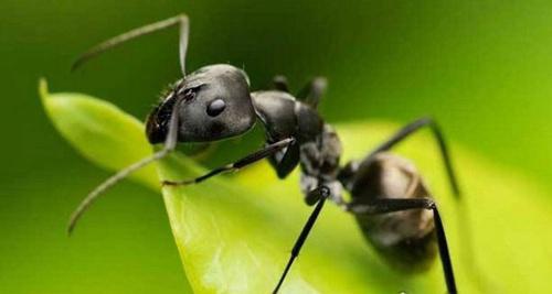 世界上十大最凶猛的蚂蚁