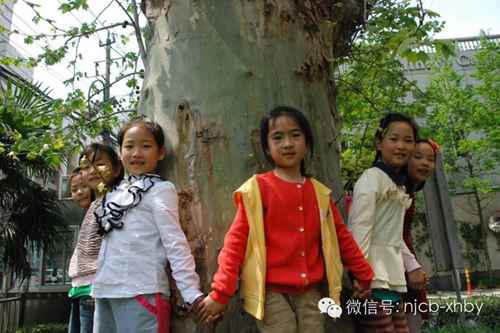 南京为什么种梧桐树？