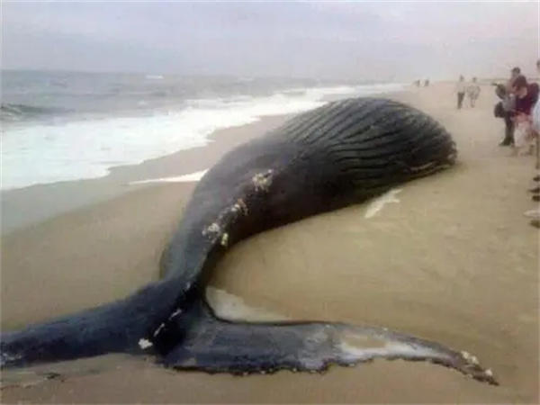 鲸鱼搁浅被成功解救归海后能存活吗(网友说可以装个跟踪器)
