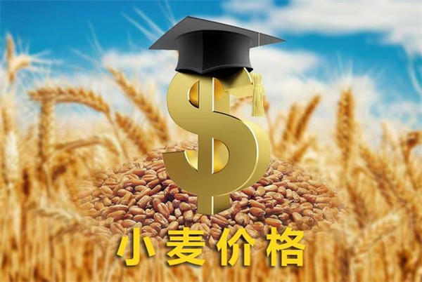 最新山东小麦价格已到1.7(玉米价格下降了)