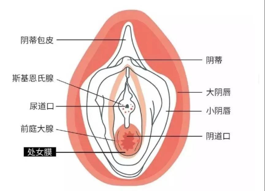 女人的私处生理科普--女人下部隐私(无遮挡)