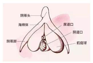 小豆豆在哪儿里带图,求科普