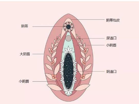 小豆豆在哪儿里带图,求科普