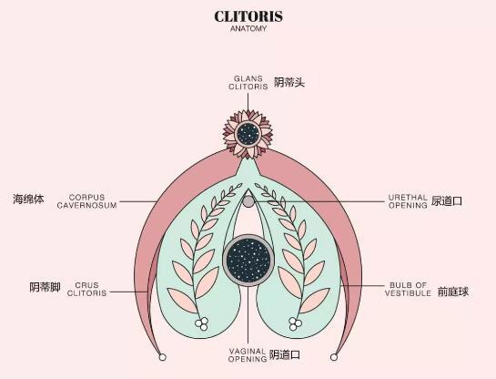 小豆豆在哪儿里带图,求科普