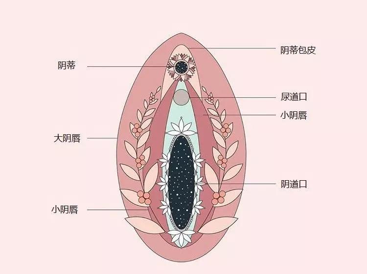 女生私处的“小豆豆”到底长什么样