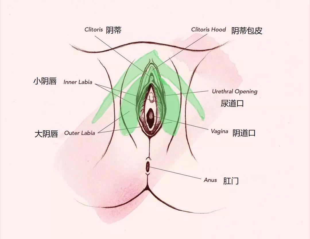 女生私处的“小豆豆”到底长什么样