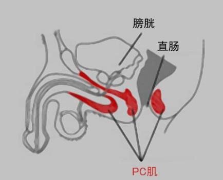 飞机打多了硬度不够怎么调理